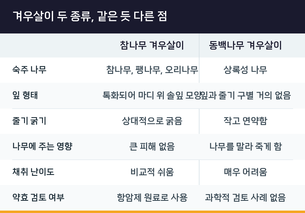 겨우살이 두 종류, 같은 듯 다른 점