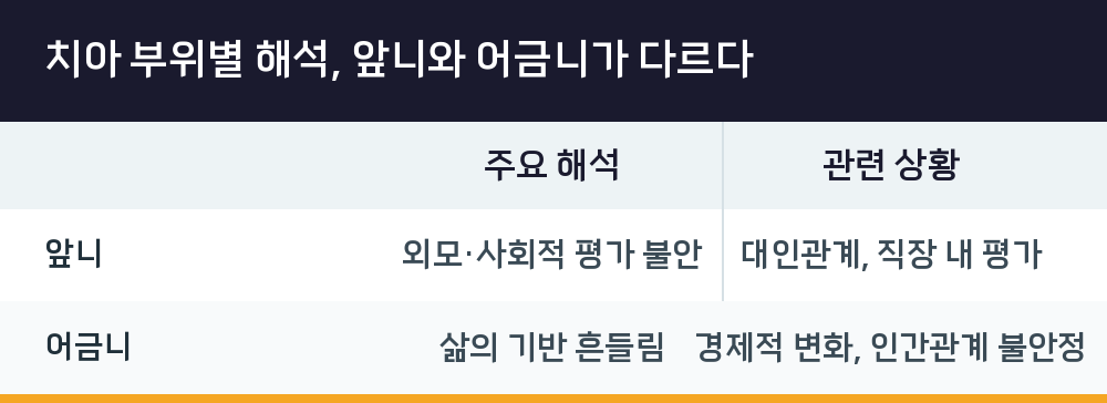 치아 부위별 해석, 앞니와 어금니가 다르다